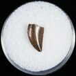 Small Raptor Tooth From Morocco - #11218-1